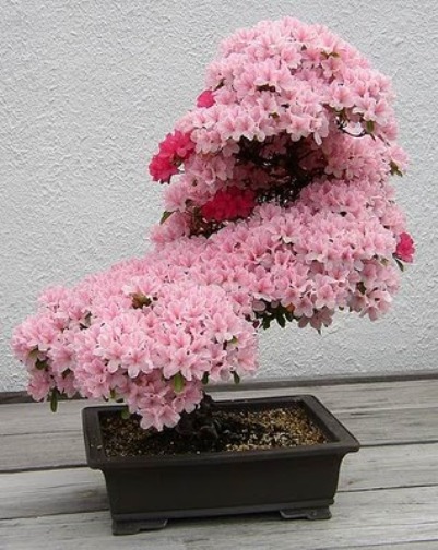 bonsai-tree-01 (401x504, 76Kb)