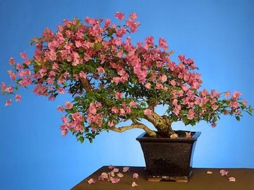 bonsai-tree-03 (500x375, 64Kb)