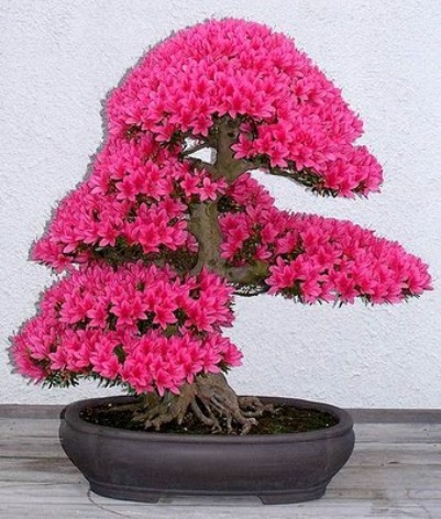 bonsai-tree-07 (401x472, 73Kb)