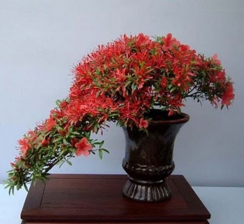 bonsai-tree-09 (500x459, 58Kb)