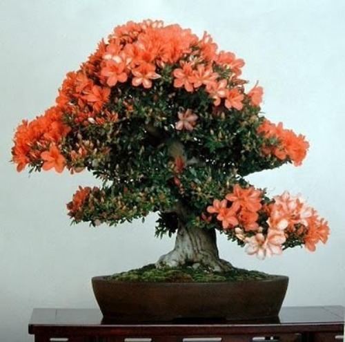 bonsai-tree-14 (500x495, 64Kb)