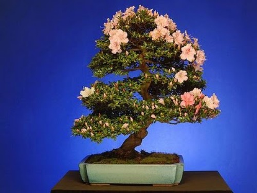 bonsai-tree-16 (500x375, 51Kb)
