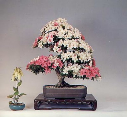 bonsai-tree-18 (500x459, 55Kb)