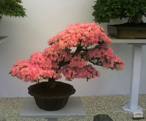 bonsai-tree-20 (500x415, 57Kb)