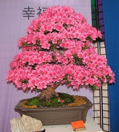 bonsai-tree-22 (401x444, 68Kb)