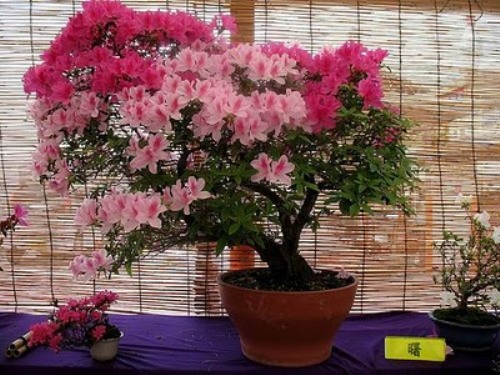 bonsai-tree-24 (500x375, 78Kb)