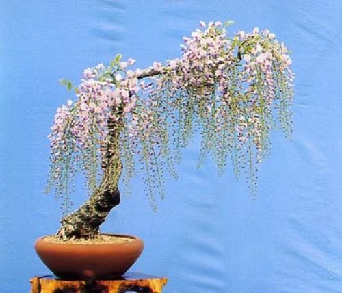 bonsai-tree-26 (500x428, 62Kb)