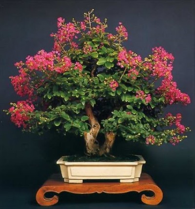 bonsai-tree-28 (400x428, 55Kb)