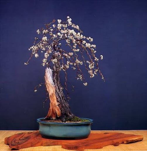 bonsai-tree-30 (502x516, 58Kb)