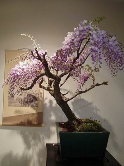 bonsai-tree-32 (399x532, 55Kb)