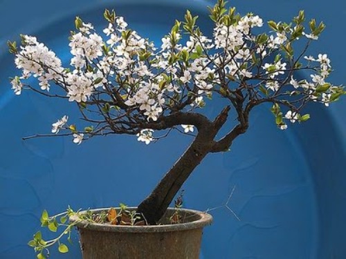 bonsai-tree-34 (500x375, 67Kb)