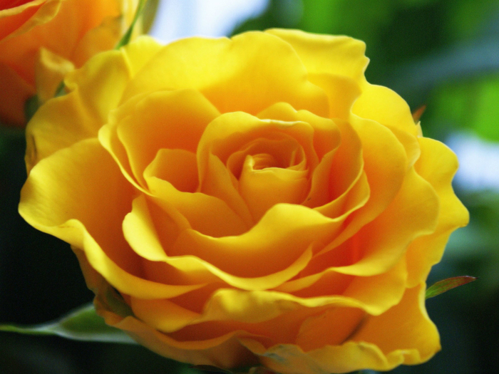 Լիլի Տեր-Յան: Վարդեր...լեգենդներ վարդի մասին...«Ծաղիկների պերճախոս  լռությունը շարքից»
