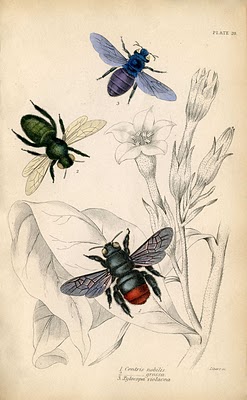 bees vintage image graphicsfairy2sm (247x400, 35Kb)