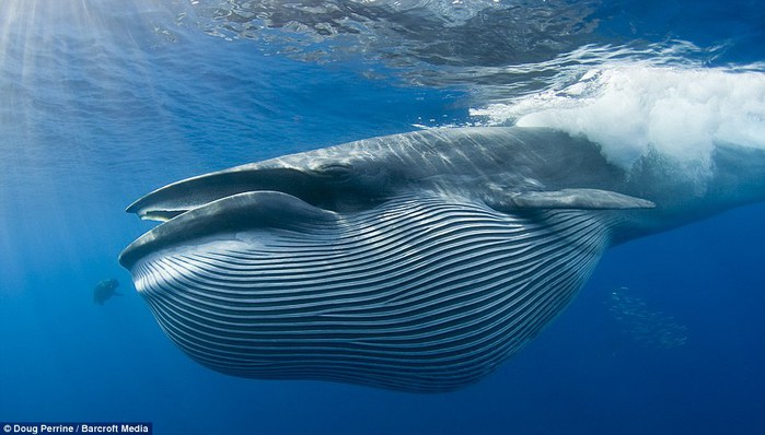 кит фото (700x398, 62Kb)