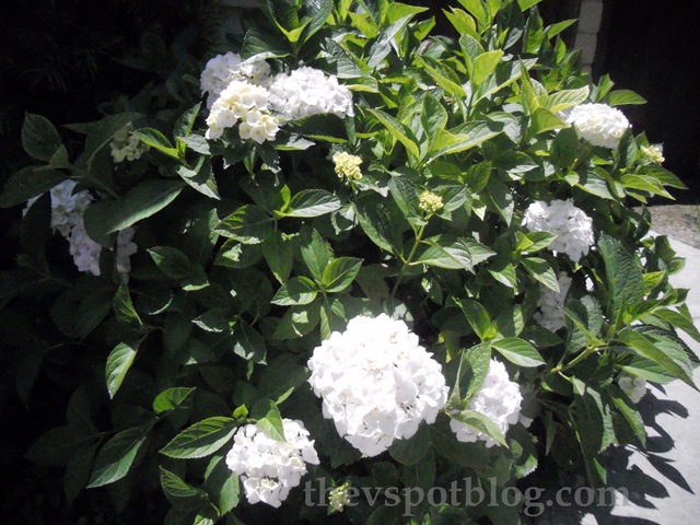 Как засушить гортензию. Гортензия - одна из самых любимых цветущих растений очень многих садоводов. Не хотите ее засушить и любоваться ее красотой в течении нескольких лет?