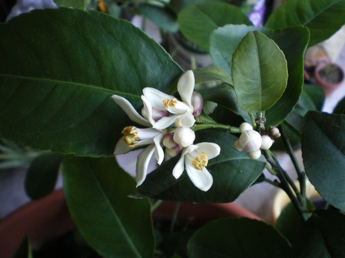 lemon-tree-flowers (700x525, 80Kb)