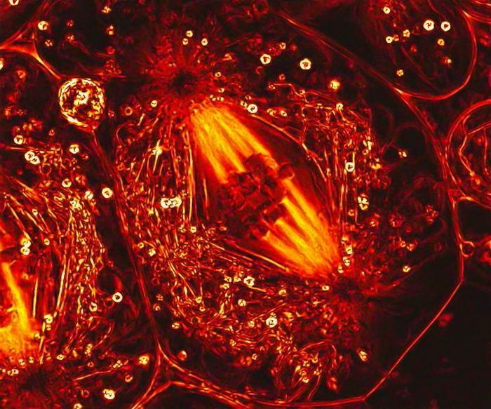 luchshie-raboty-s-fotokonkursa-olympic-bioscapes-03 (700x583, 252Kb)
