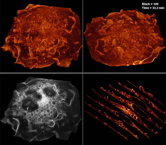 luchshie-raboty-s-fotokonkursa-olympic-bioscapes-08 (700x611, 184Kb)