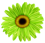  FM-Fanfare-Element-55 (455x436, 245Kb)