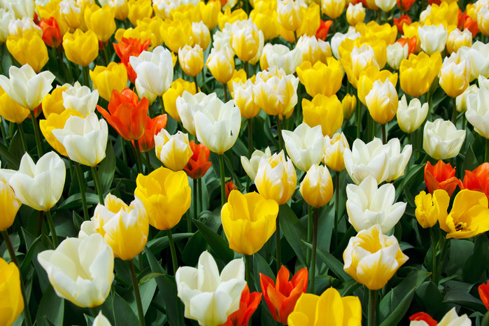 bright-tulips-871298039942GKn (700x466, 163Kb)