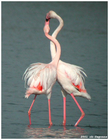 3925073_Greater_Flamingo (444x567, 77Kb)