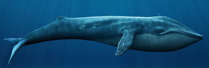 синий кит (600x229, 35Kb)