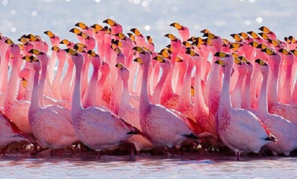 Фламинго - чудо природы