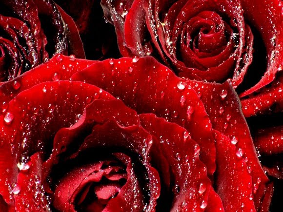 Dew-Drops-on-Rose-beautiful-flower-wallpaper (580x435, 75Kb)