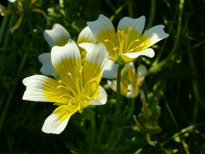 white-yellow-beautiful-flowers (700x525, 377Kb)