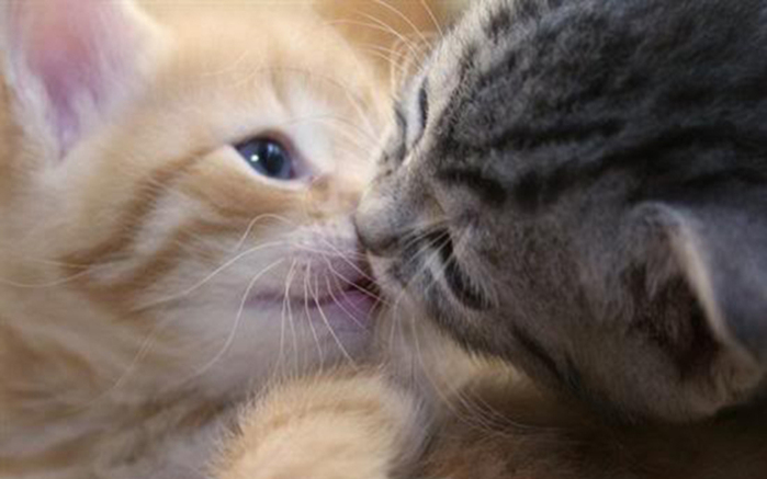 Cute-Kittens-kittens-16124041-1280-800 (700x437, 151Kb)