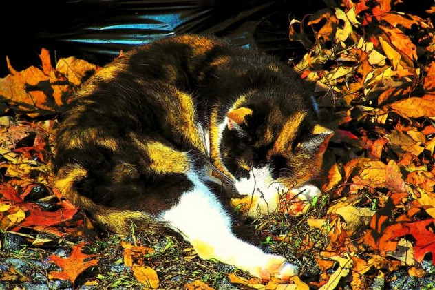 Camouflage-Cats-6 (632x421, 52Kb)