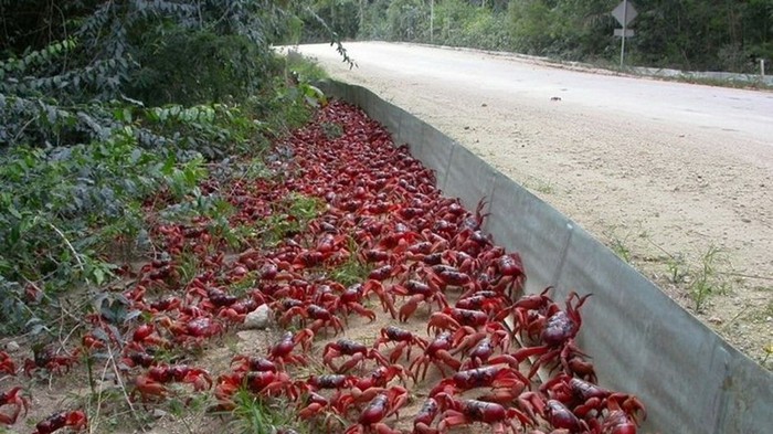 4121583_redcrabmigration82 (700x393, 112Kb)