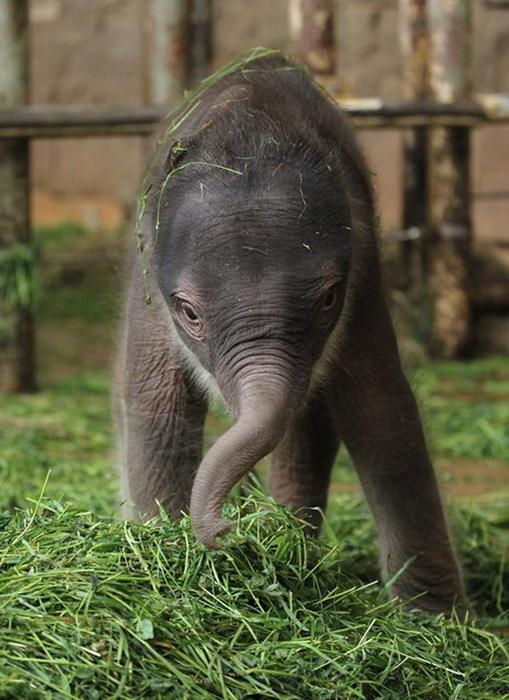 Индийский слоненок (7) (509x700, 60Kb)