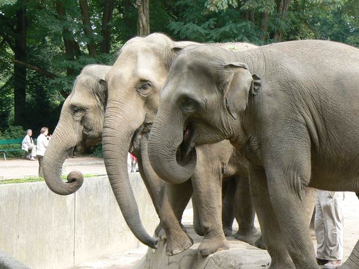 индийские слоны (700x525, 65Kb)