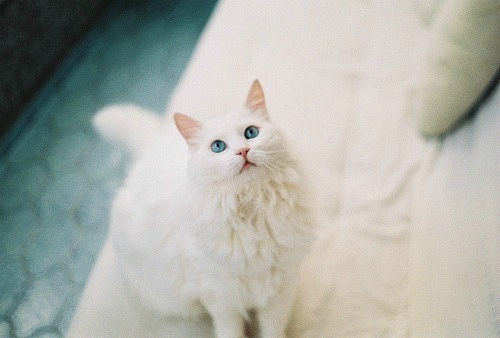 white cat (8) (500x338, 40Kb)