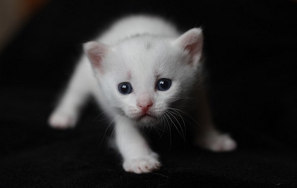 white cat (20) (600x380, 24Kb)
