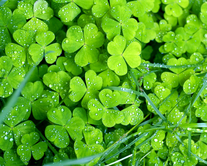 Holidays_St._Patrick_s_Day_Green_clover_015344_ (700x560, 627Kb)