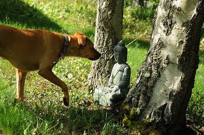 Dog sniffs Buddha by Wonderlane on Flickr (400x266, 41Kb)