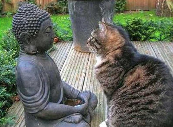 o_buddha-and-cat (700x513, 119Kb)