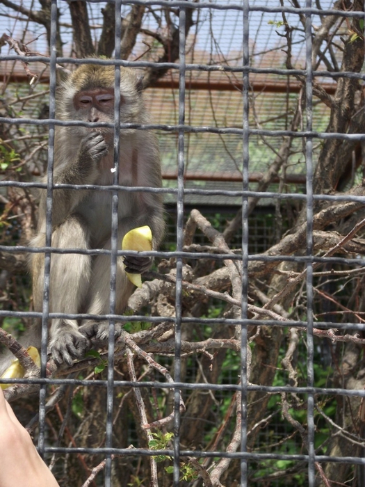 DSCF0792 (525x700, 309Kb)