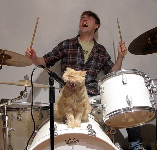 cats and music
