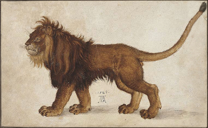 lion (700x430, 279Kb)