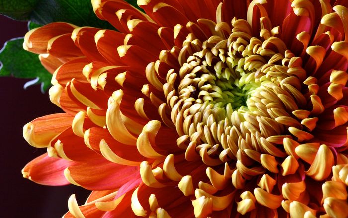 Цветы 87804379_large_2835299_chrysanthemum016_stephcarter_nd_display