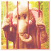 tumblr_m3rlgvpvyy1r02ej7o2_250 (100x100, 96Kb)