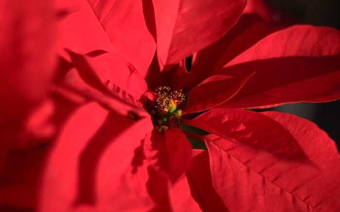 2835299_poinsetta11_thetahoeguy_by_display (700x438, 28Kb)