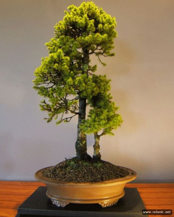 bonsai_025 (560x700, 52Kb)