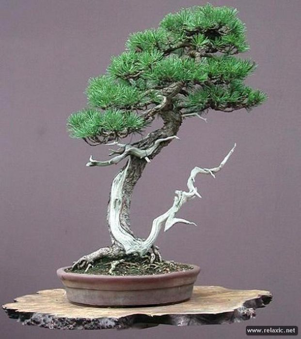 bonsai_027 (621x700, 61Kb)