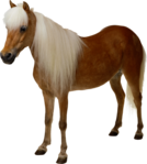      (12) (628x700, 354Kb)