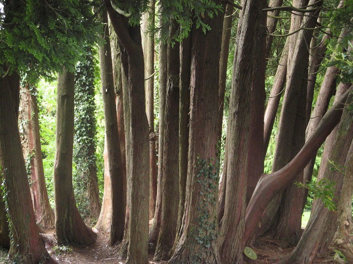 Powerscourt Gardens -Сад Пауэрскоурт . 62943