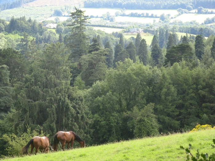 Powerscourt Gardens -Сад Пауэрскоурт . 40756